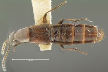 Media type: image;   Entomology 33572 Aspect: habitus dorsal view